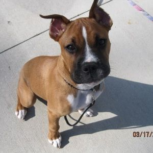 Meet your Posher, Casey